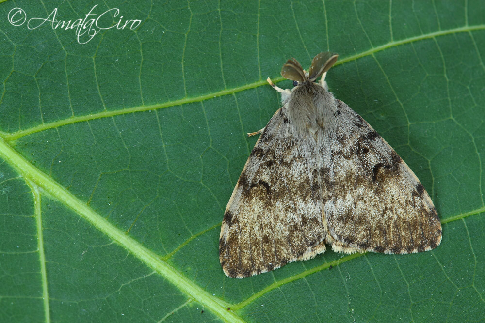 Falena da id 1 - Lymantria dispar