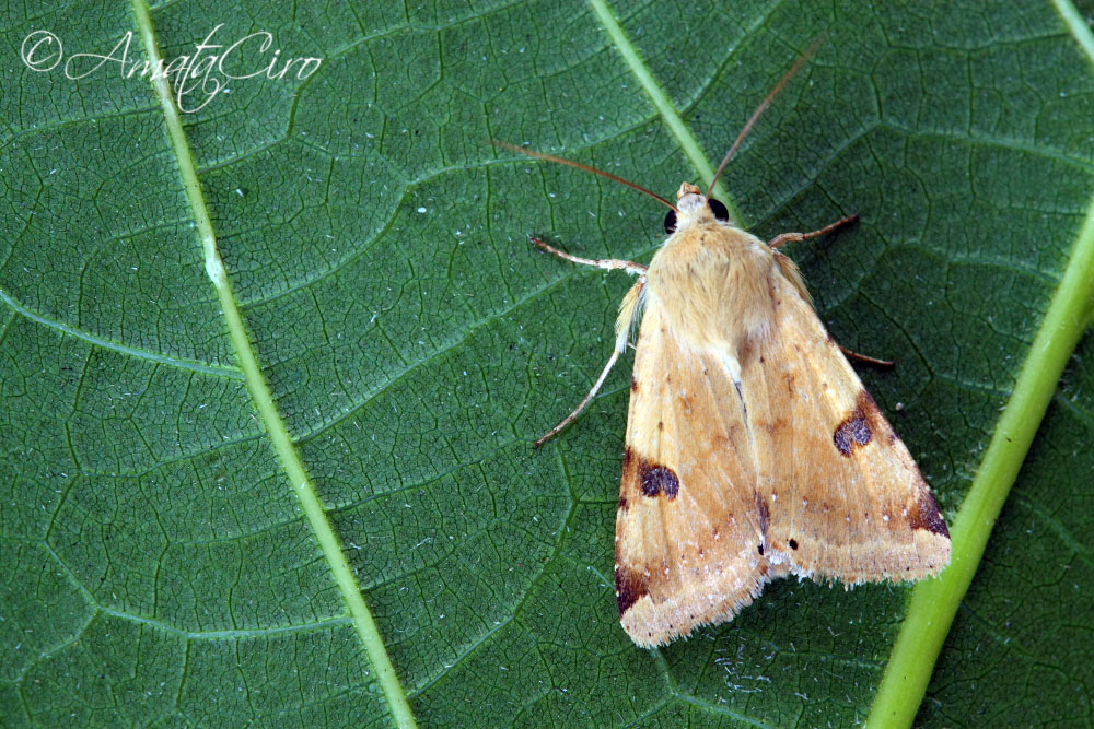 Falena da id 2 - Heliothis peltigera