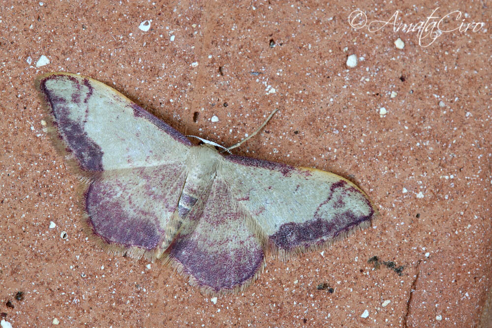 Falena da id 3 - Idaea ostrinaria