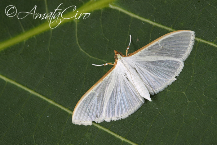 Falena da id 11 - Palpita vitrealis