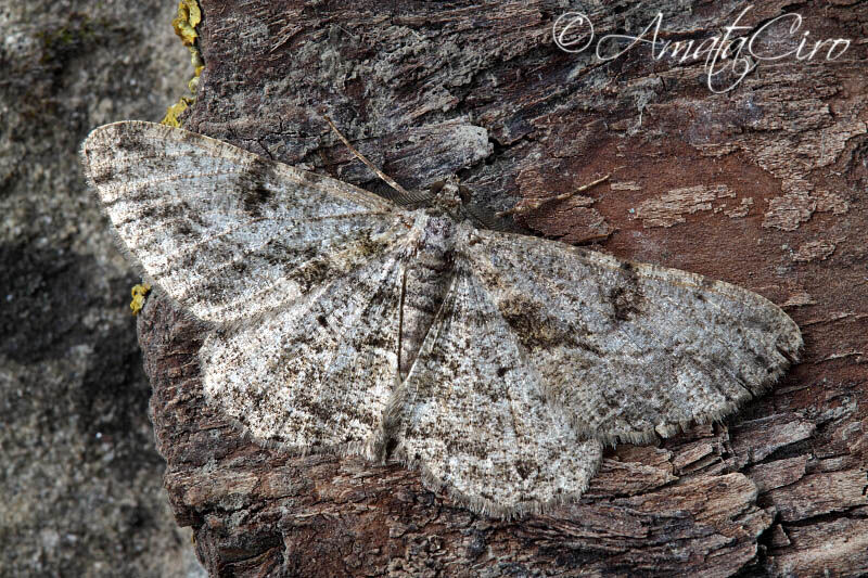 Falena da id 15 - Peribatodes rhomboidaria