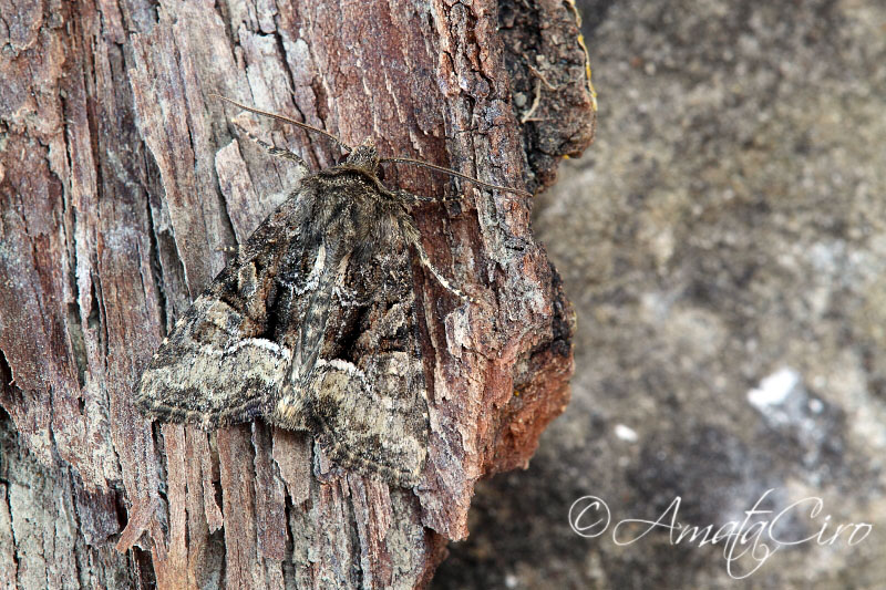 Falena da id 18 - Oligia sp.