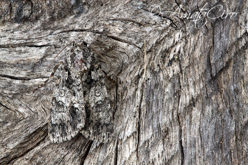 Falena da id 4 - Subacronicta megacephala