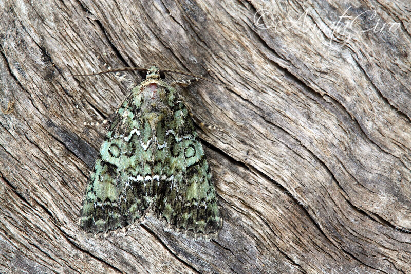 Falena da id 5 - Polyphaenis sericata  Noctuidae