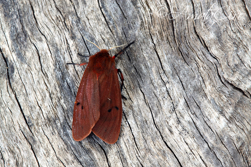 Falena da id 8 - Phragmatobia fuliginosa