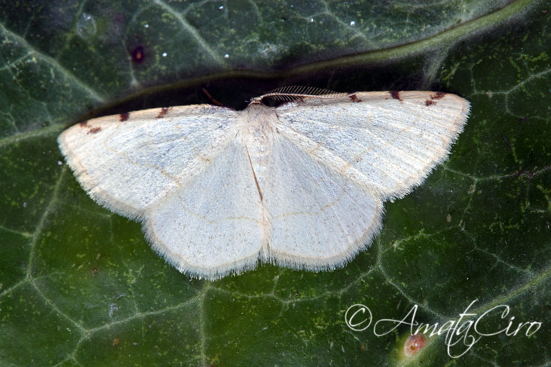 richiesta id n9 - Stegania trimaculata