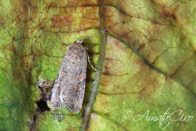 richiesta id n 11 - Spodoptera exigua, Noctuidae