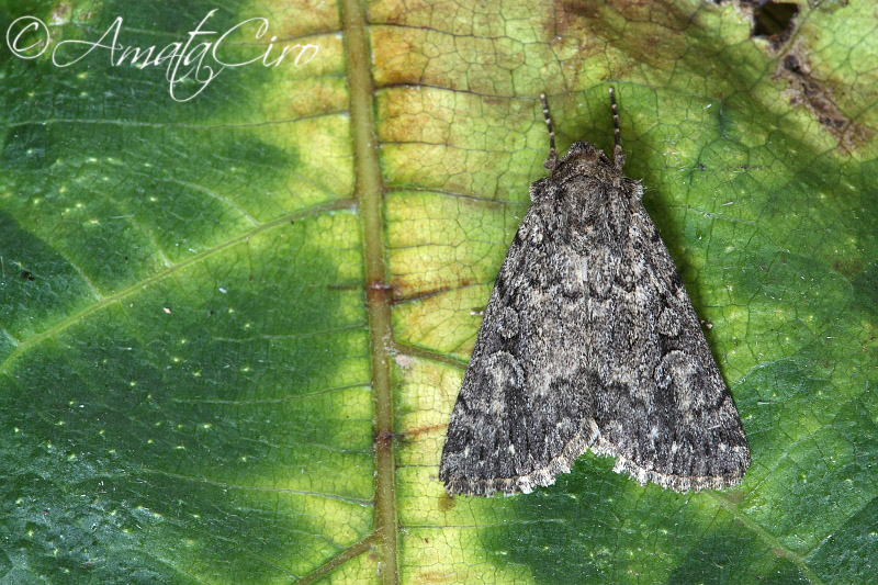 richiesta id n 12 - Acronicta sp.