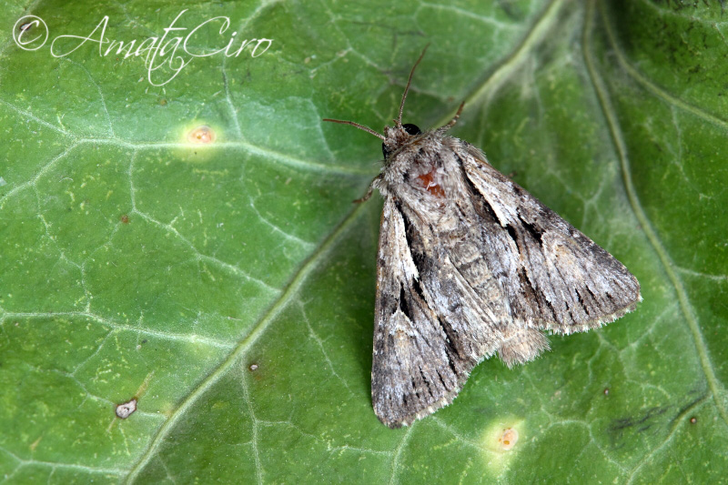 id n1 del 15luglio2015: Chloantha hyperici, Noctuidae