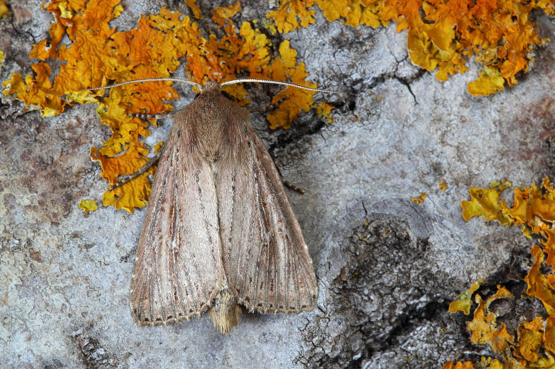 richiesta id n 3 - Nonagria typhae, Noctuidae