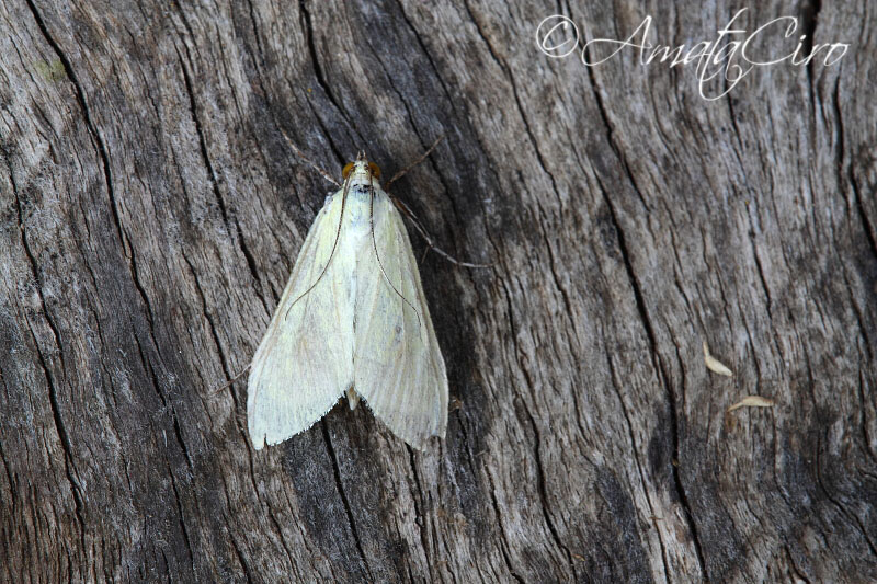 richiesta id n 6 - Sitochroa palealis