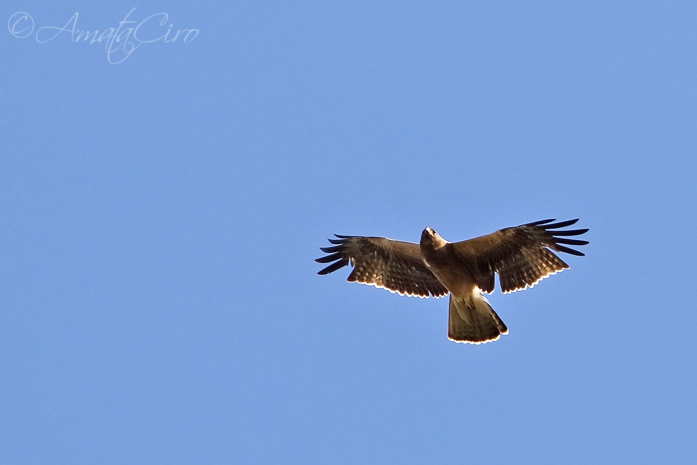 identificazione rapace