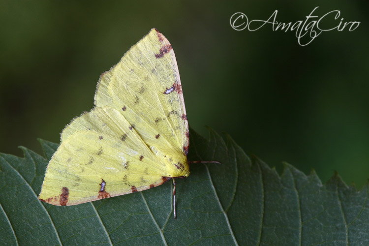 Possibile Opisthograptis luteolata? S