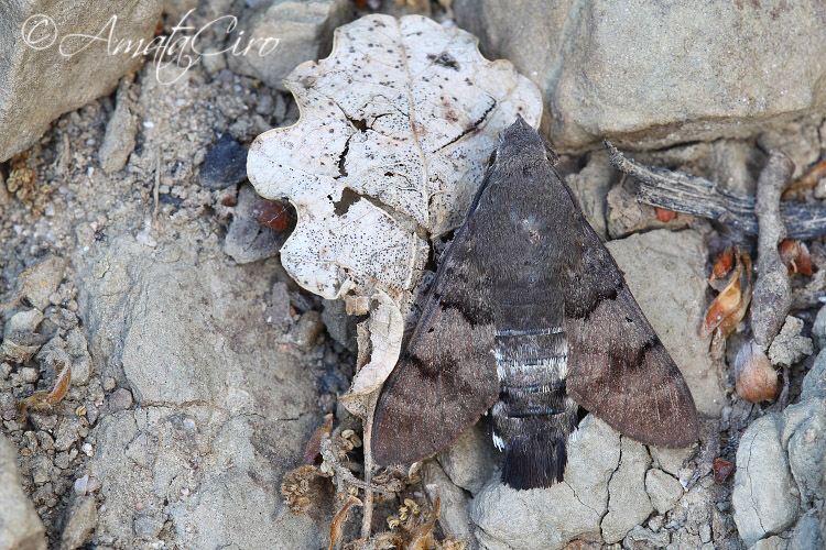 da determinare 6 - Macroglossum stellatarum