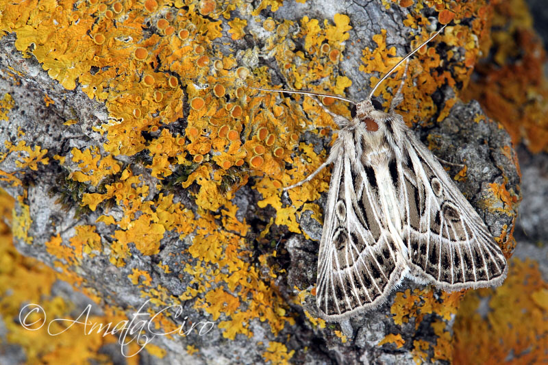 Falena da id 4: Thalpophila vitalba - Noctuidae