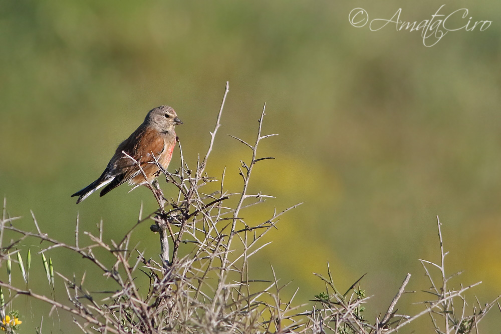 Passeriforme da id.:  Fanello (Carduelis cannabina)