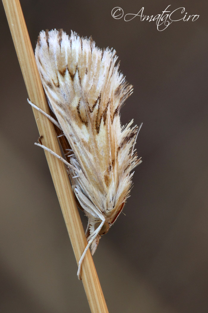 da determinare: Cynaeda dentalis - Crambidae