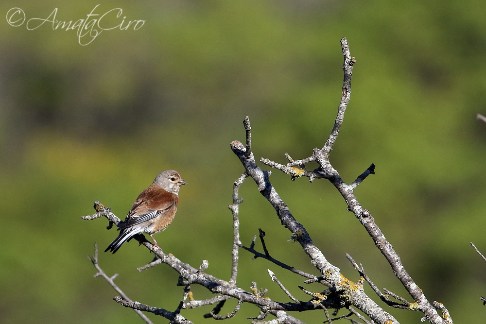 Passeriforme da id.:  Fanello (Carduelis cannabina)