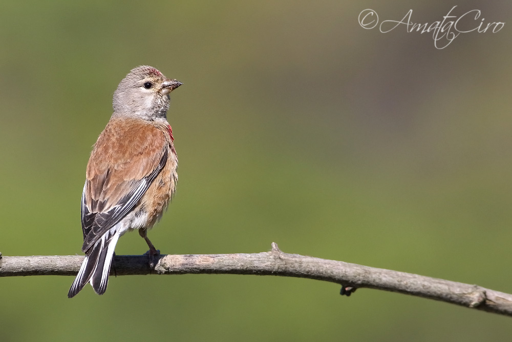 Passeriforme da id.:  Fanello (Carduelis cannabina)