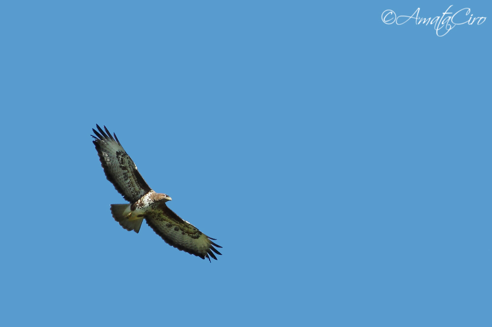 Rapace da identificare