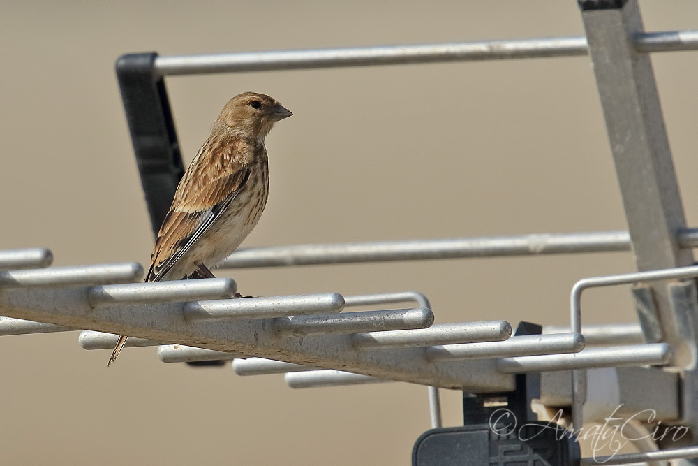 Aiuto per determinazione:   Fanello (Carduelis cannabina)