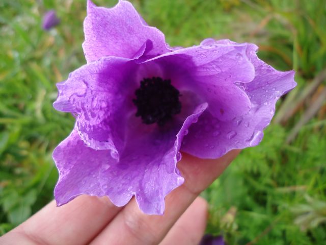 Anemone coronaria L.