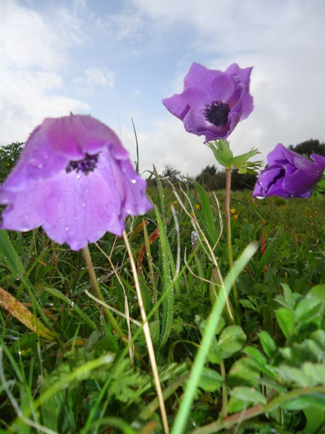 Anemone coronaria L.