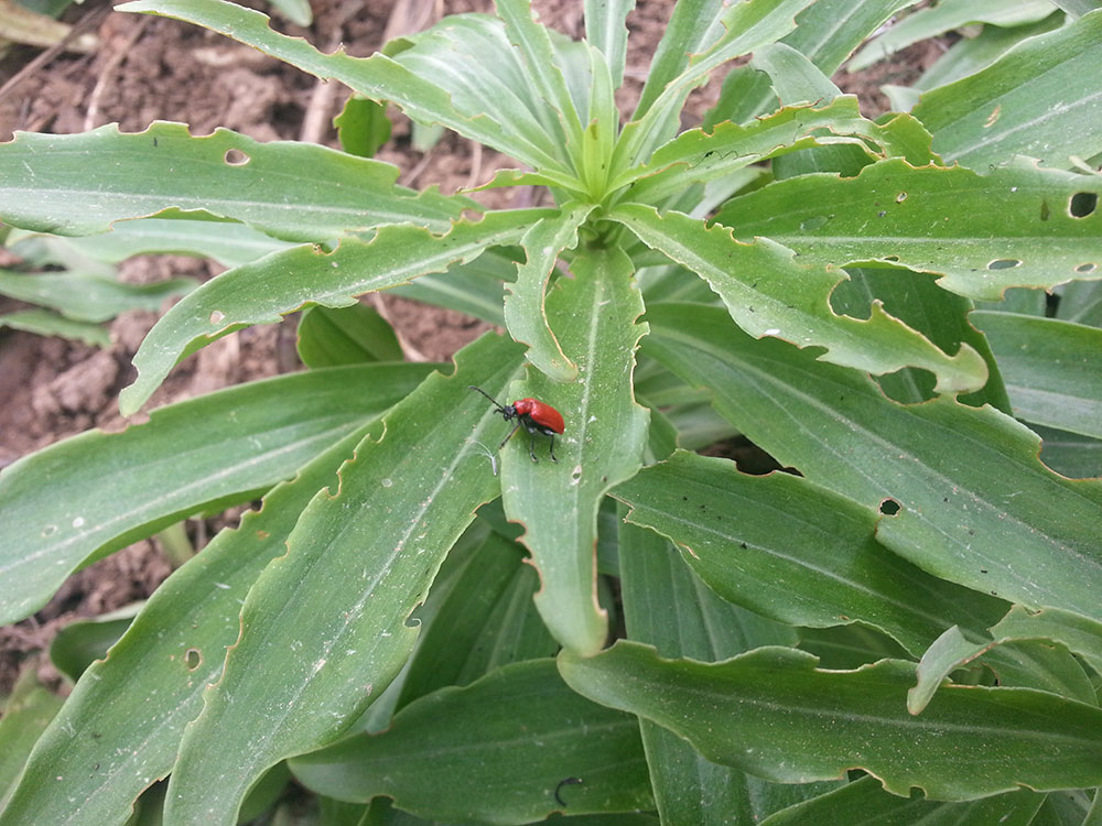 Insetti rossi trovati in giardino - Lilioceris lilii