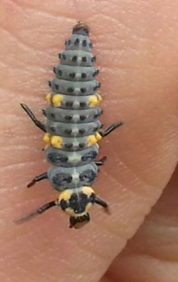 piccolo animaletto giallo e grigio-larva di Coccinella sept.