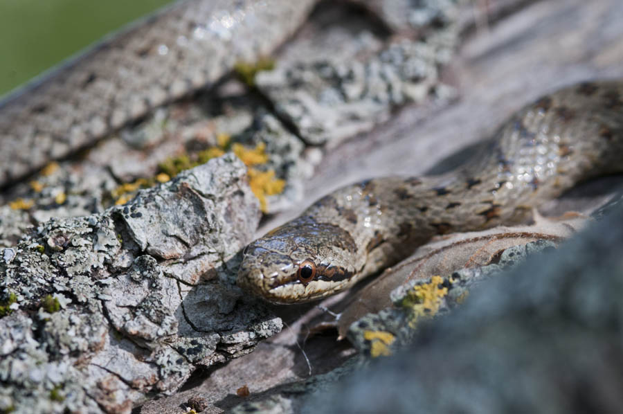 Coronella austriaca