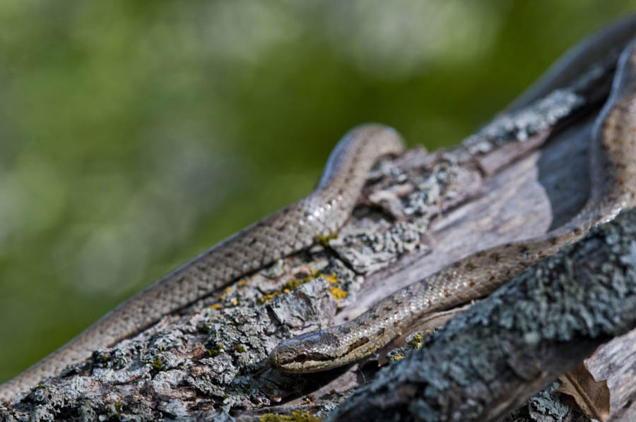 Coronella austriaca