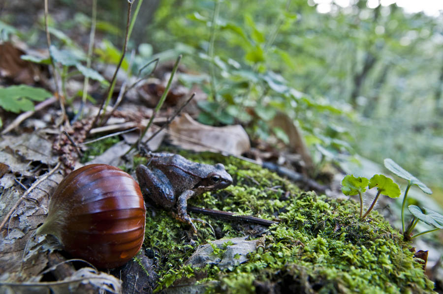 Rana appenninica in castagneto