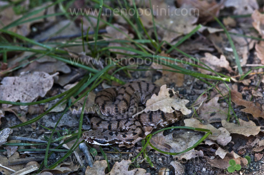 Vipera aspis francisciredi