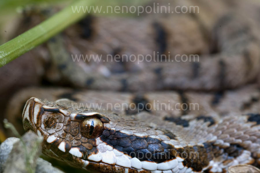 Vipera aspis francisciredi