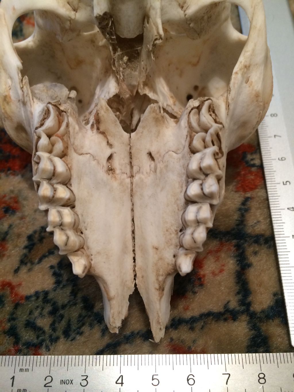 Cranio capretto da identificare: camoscio o stambecco?