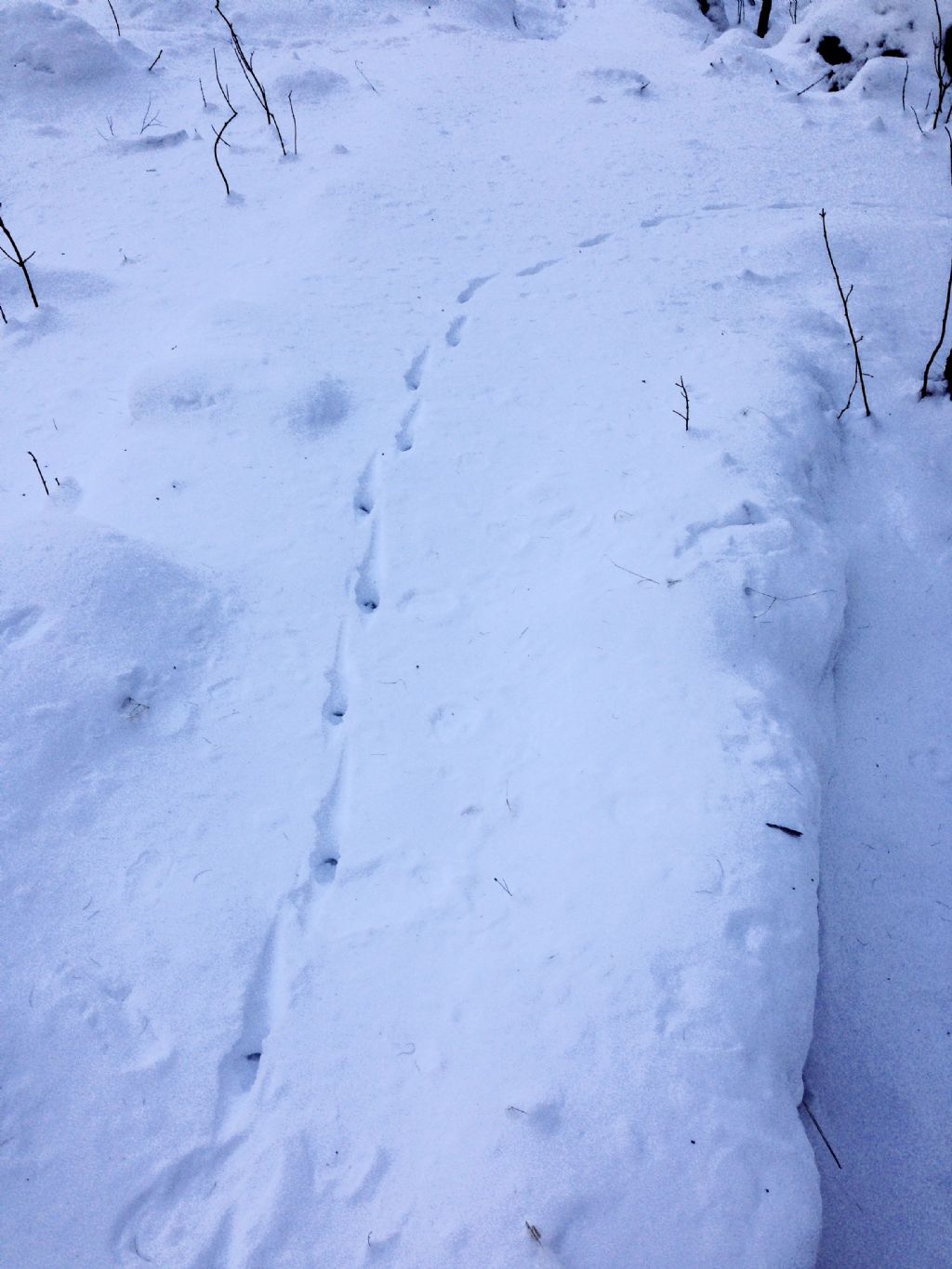 Help! Orme sulla neve da riconoscere