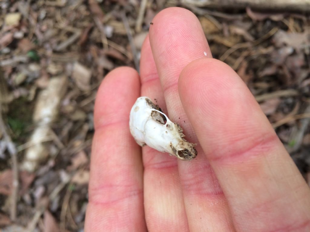 Cranio talpa comune (talpa europaea)