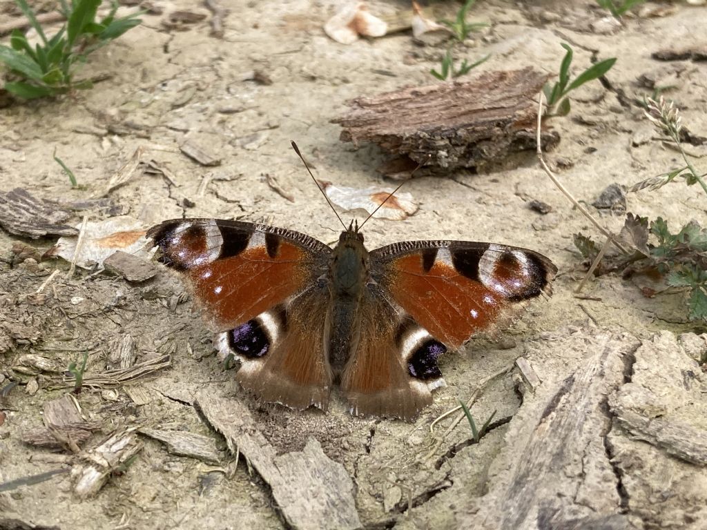 Aglais io - Nymphalidae