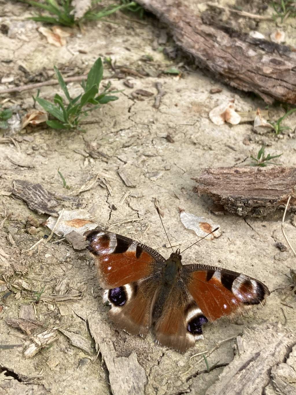 Aglais io - Nymphalidae