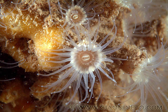 madrepora non identificata (Epizoanthus arenaceus)