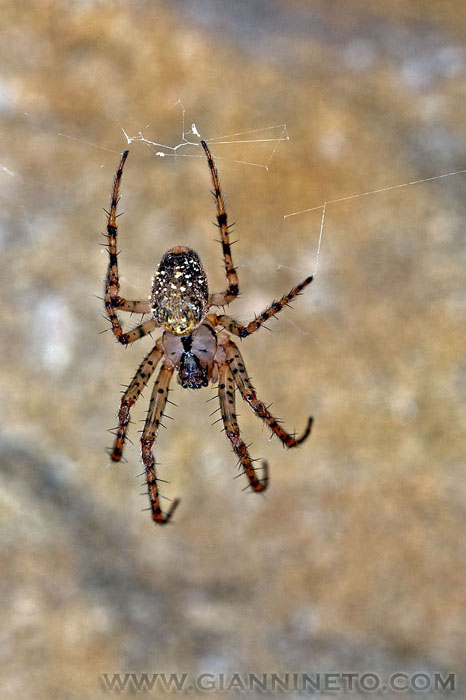 Metellina merianae - Castel San Pietro Terme (BO)