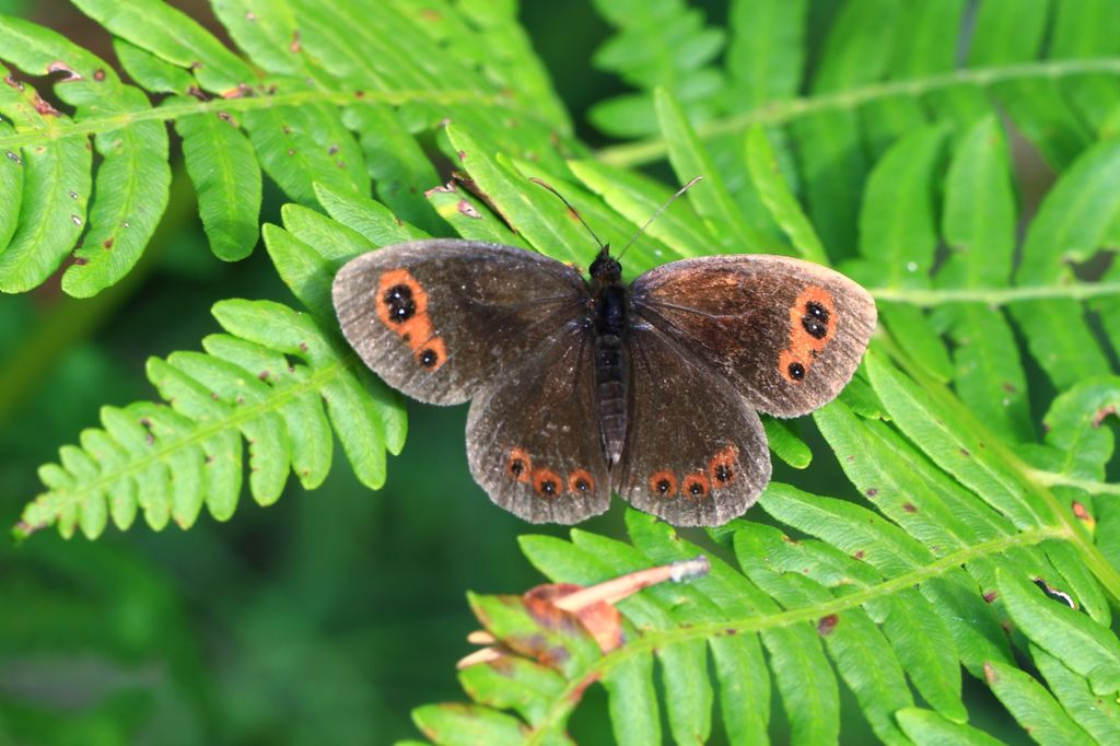 Erebia Montana o Erebia Euryale? Erebia aethiops