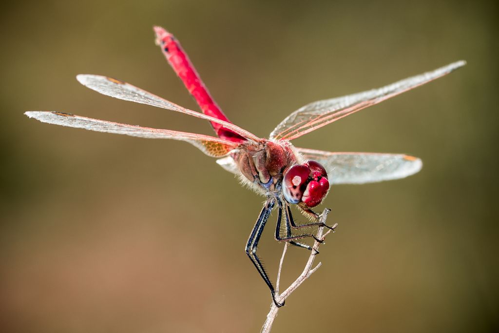 maschio di Sympetrum fonscolombii