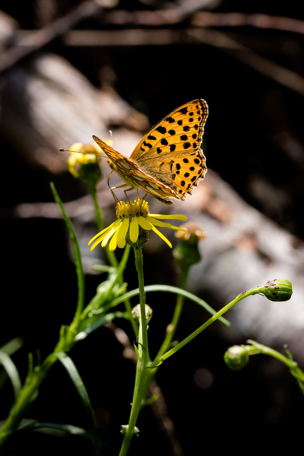 Lasiommata maera e Issoria lathonia