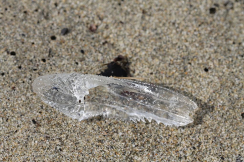 Cymbulia peronii spiaggiato a Finale Ligure