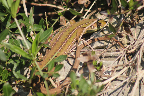 Una bella bilineata (Lacerta bilineata)