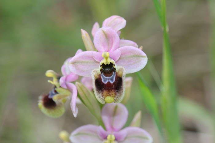 Ophrys tenthredinifera