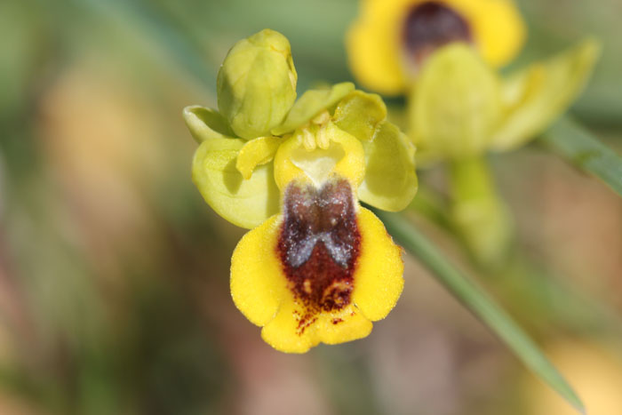 Ophrys lutea s.l.