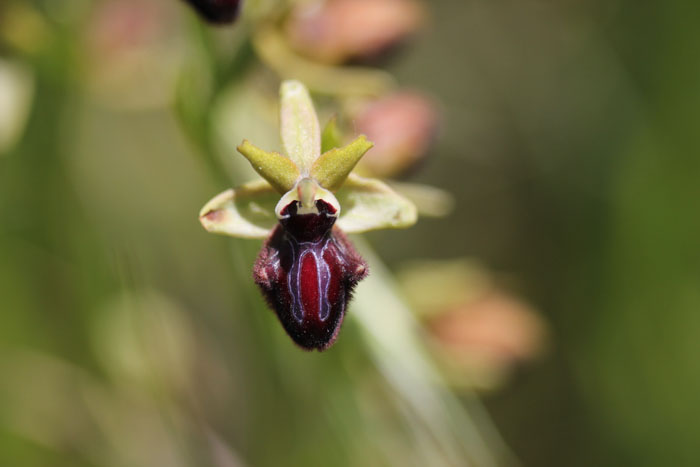 Ophrys incubacea