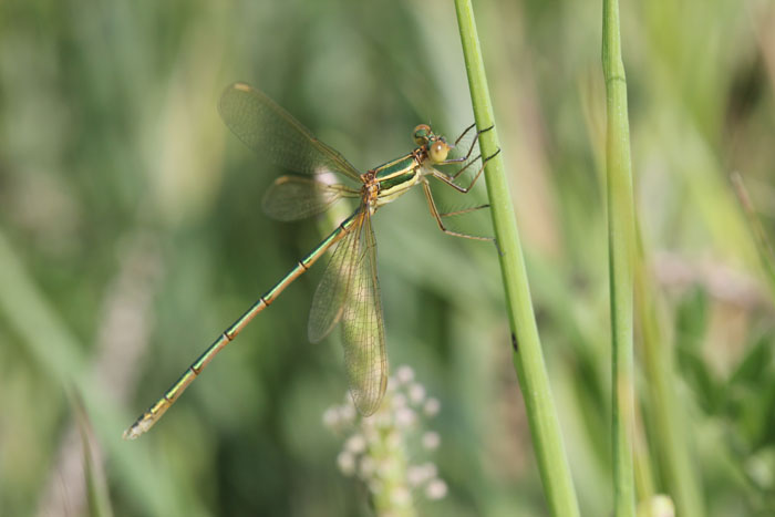 maschio immaturo di Lestes barbarus